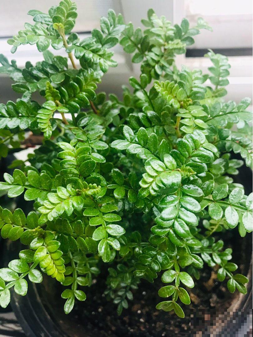 夏天蚊虫那么多，不如种上几棵驱蚊植物，效果大大的！