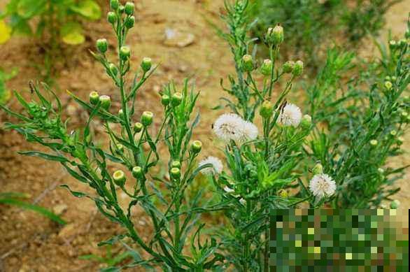 野外有哪些危险的植物？5种有毒植物，一定要避开！