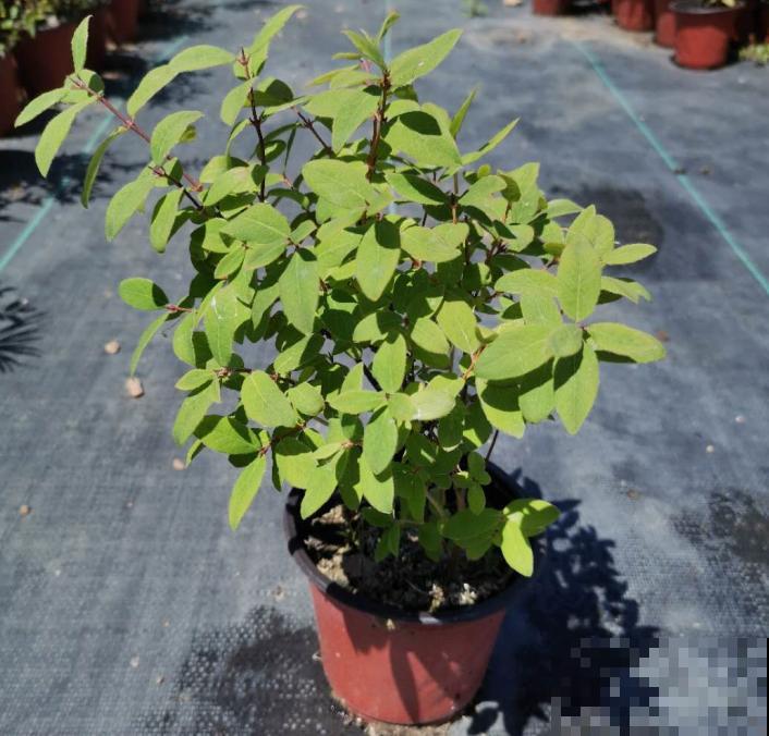 院子里种棵果树，结果又大又多，清凉又解渴