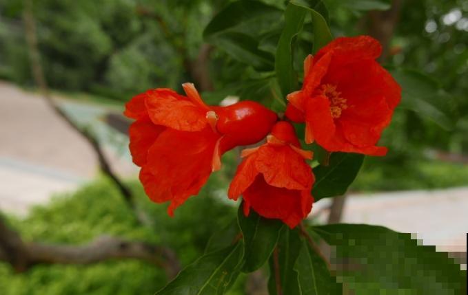 家里种一棵石榴树,开花红红火火,寓意特别好! 家里种一棵石榴树,开花红红火火,寓意特别好!