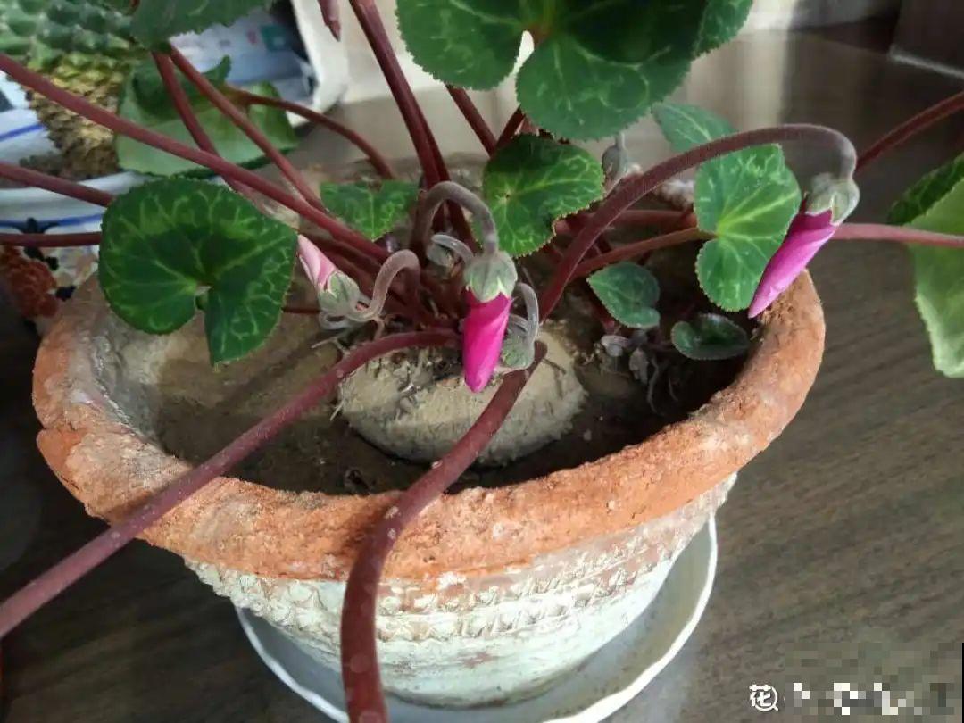 花一变这样，就是休眠了，赶紧换个地方养！