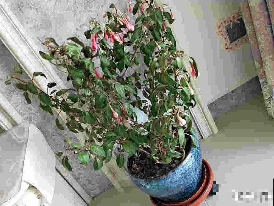 20种花,夏天要休眠,一浇水就死! 20种花,夏天要休眠,一浇水就死!