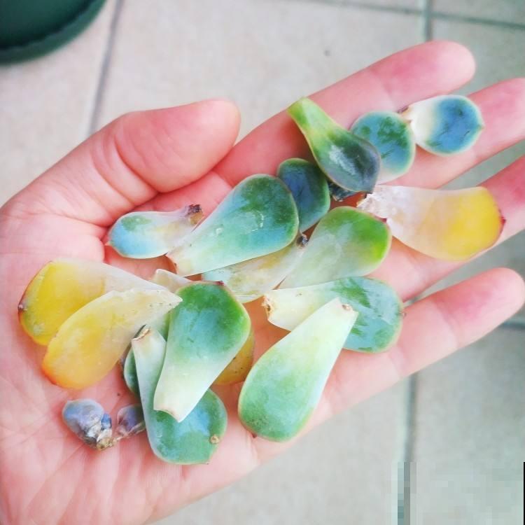 多肉出现4个现象，说明在向你求救，抓紧时间治