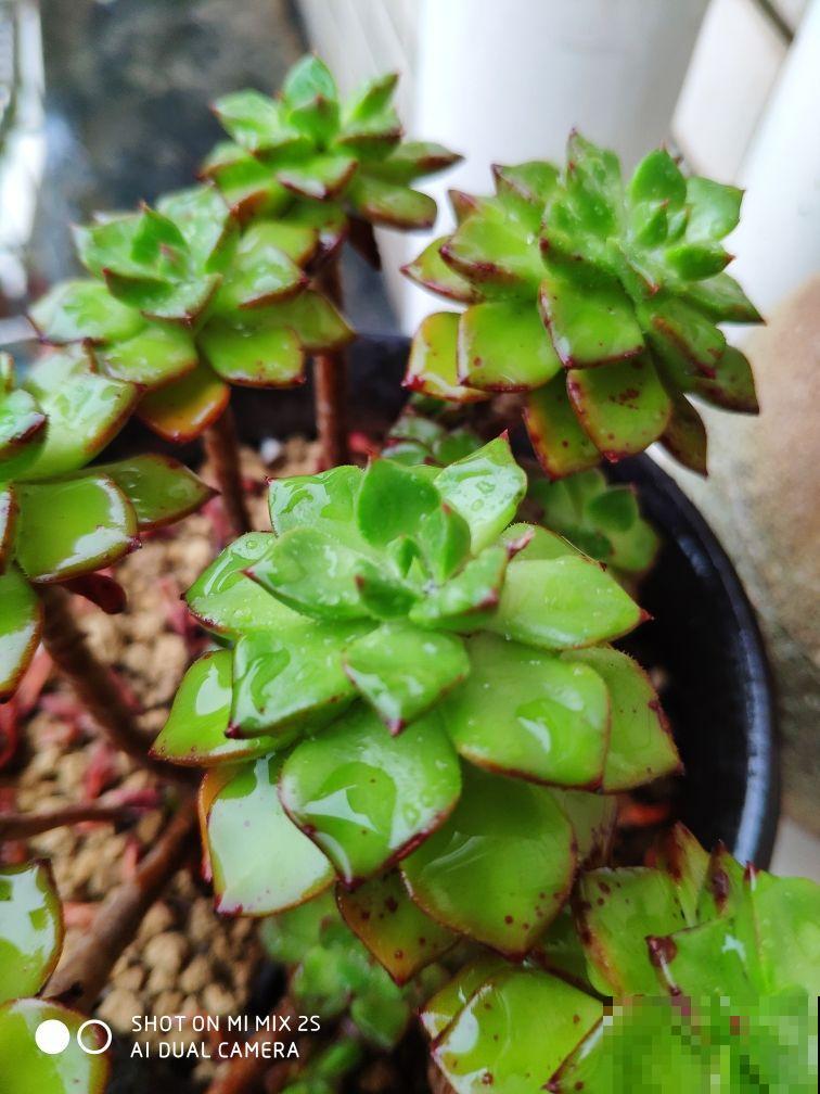 夏天极端天气下，多肉养护问题多，注意5点，多肉安然度夏