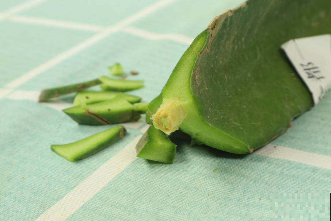 火龙果的叶子长得眼熟，仔细一看竟是蟹爪兰，还能接出甜果子！