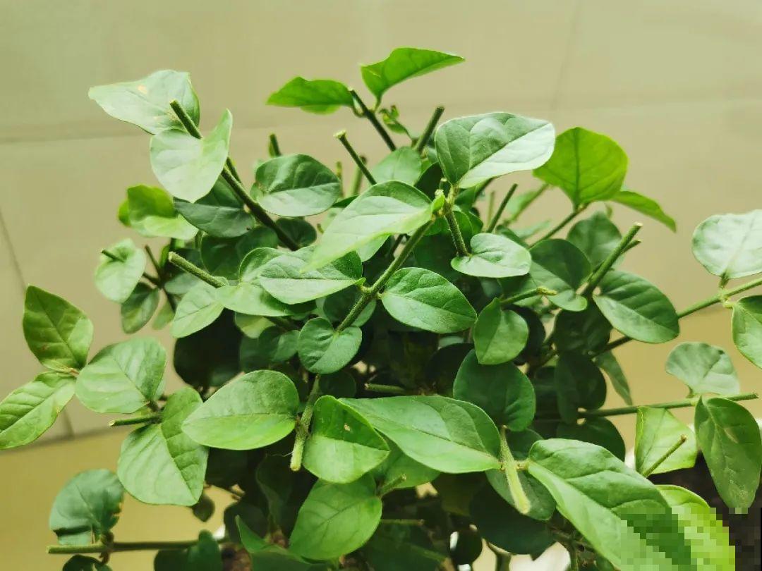 茉莉花后赶紧剪,剪完就开花,一直剪一直开! 茉莉花后赶紧剪,剪完就开花,一直剪一直开!