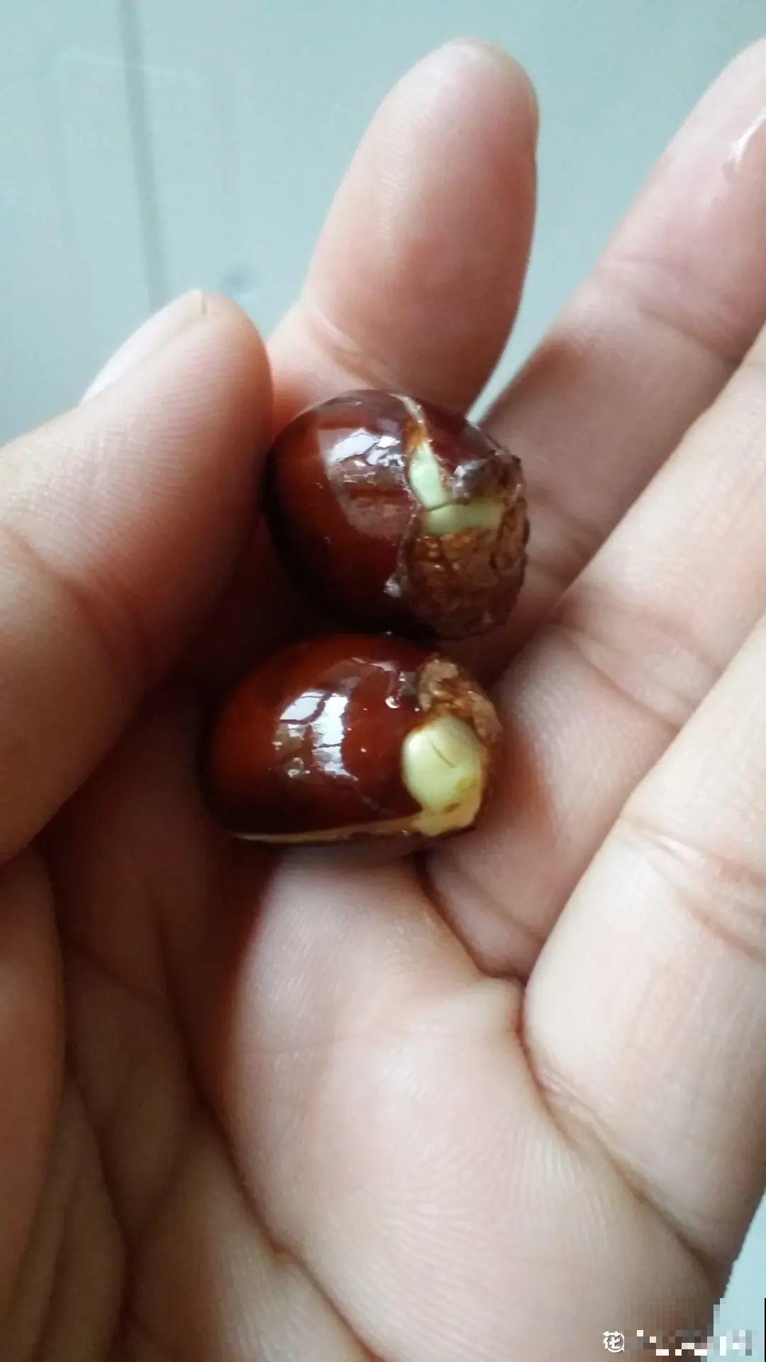 吃剩的果核不要丢,水里泡一泡,能变成清新小绿植! 吃剩的果核不要丢,水里泡一泡,能变成清新小绿植!