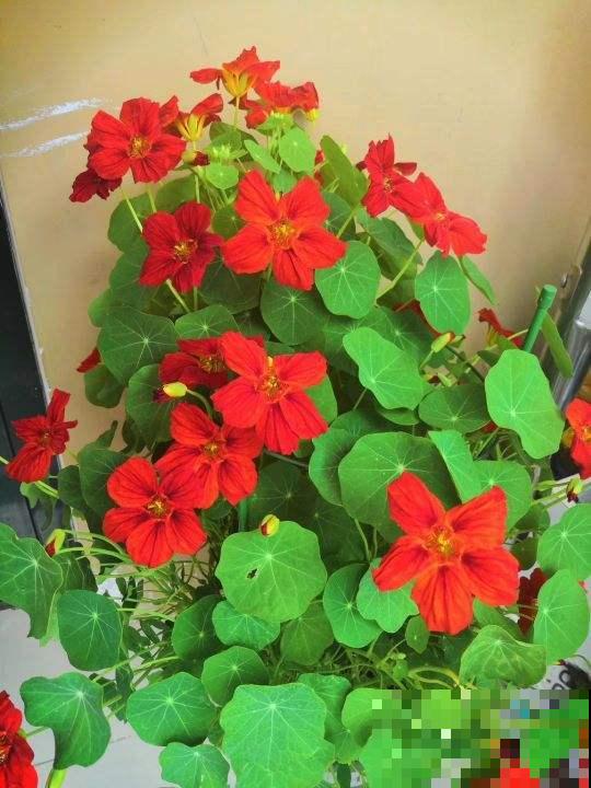 晾衣杆上养盆蓝雪花，花呼呼长，活像一片花窗帘
