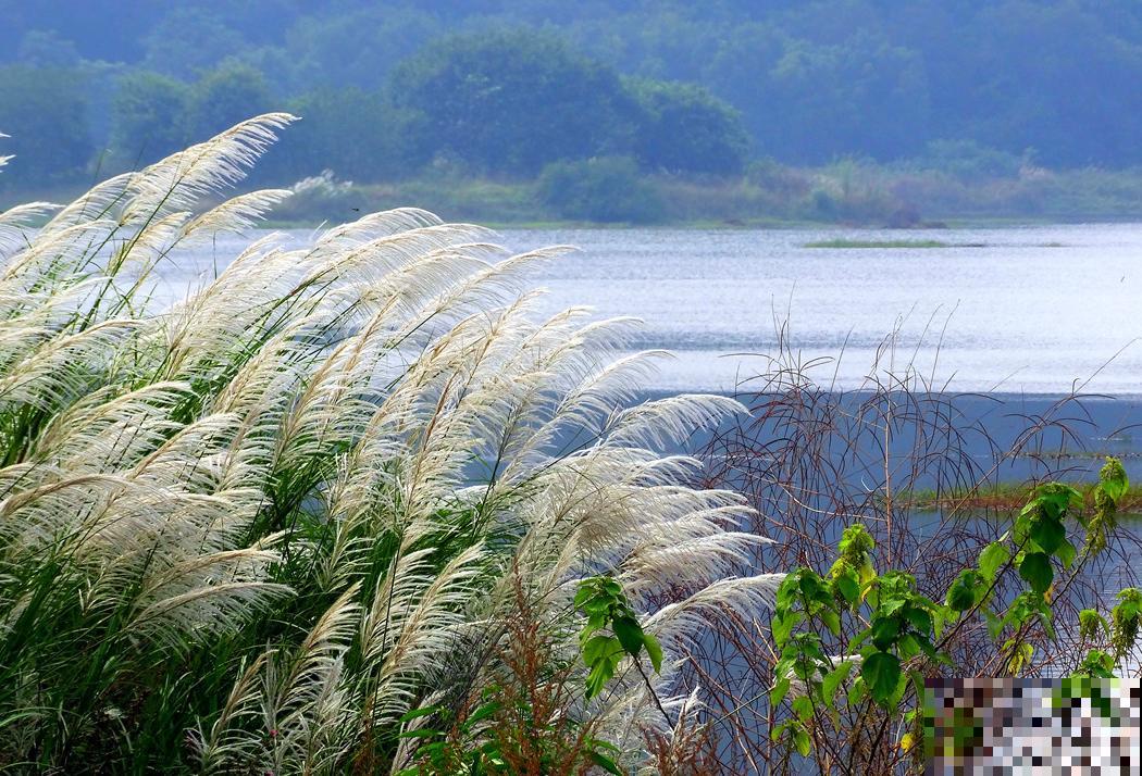 二十四节气,24种花,送给大家一起欣赏! 二十四节气,24种花,送给大家一起欣赏!