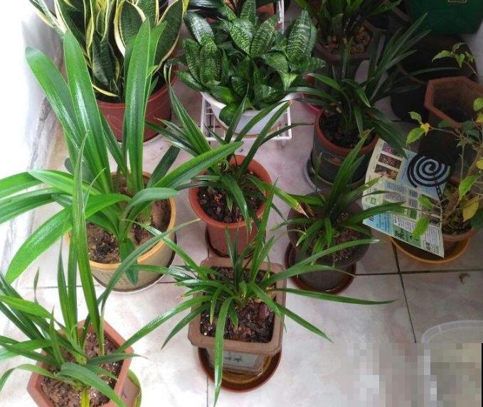 花盆里有小黑飞，5个小办法，就能彻底消灭！