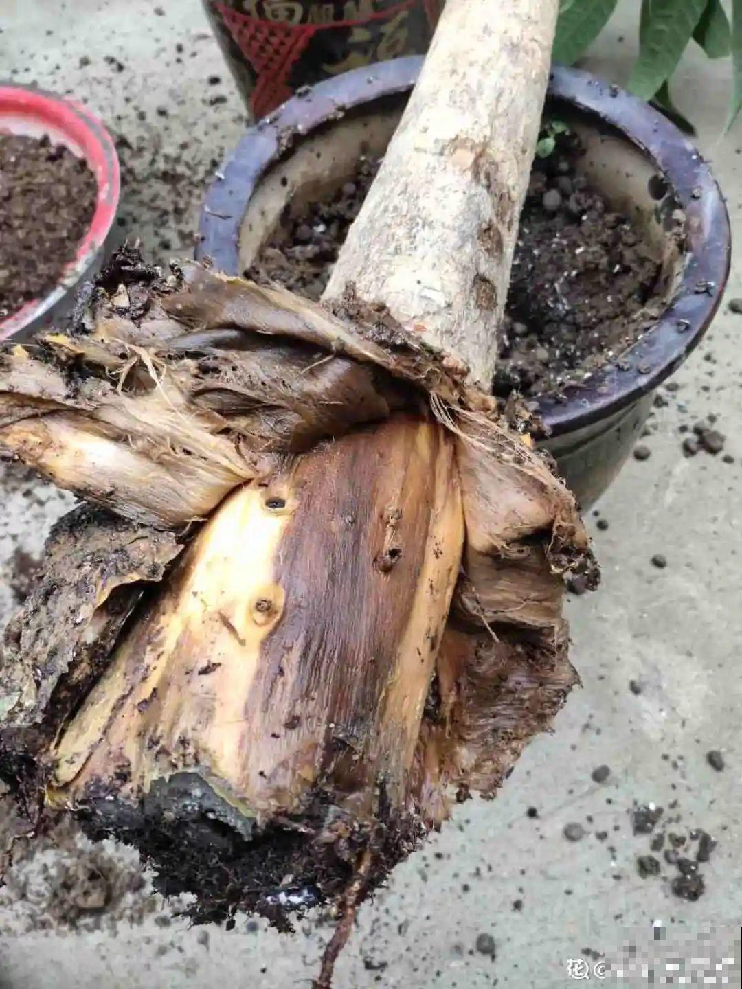 11种花夏天少浇水，否则3天就死了！