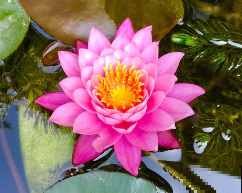 这花是佛教名花，出尘脱俗，见花保吉祥！