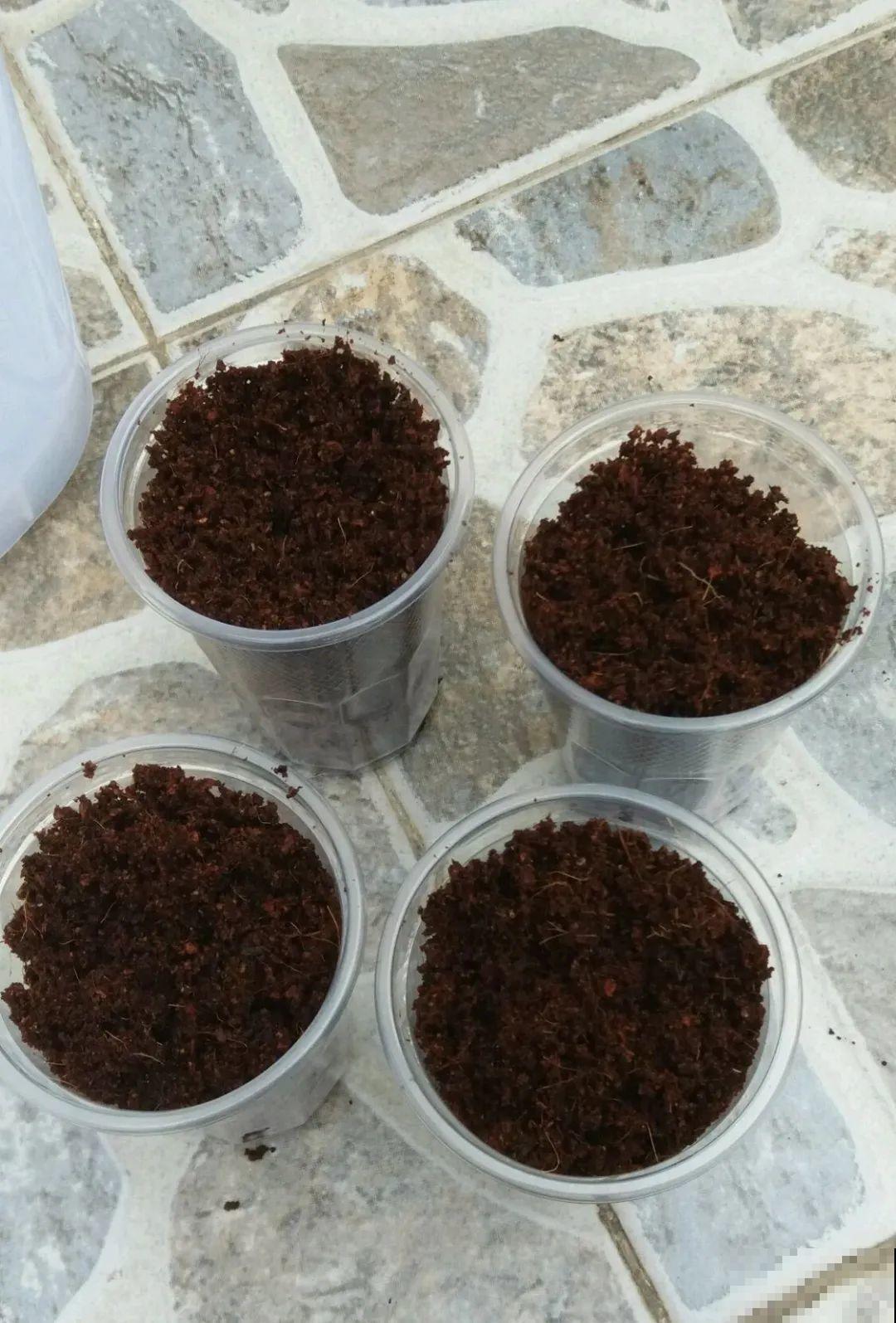 7种不起眼的小东西，拿来养花，根长得特壮