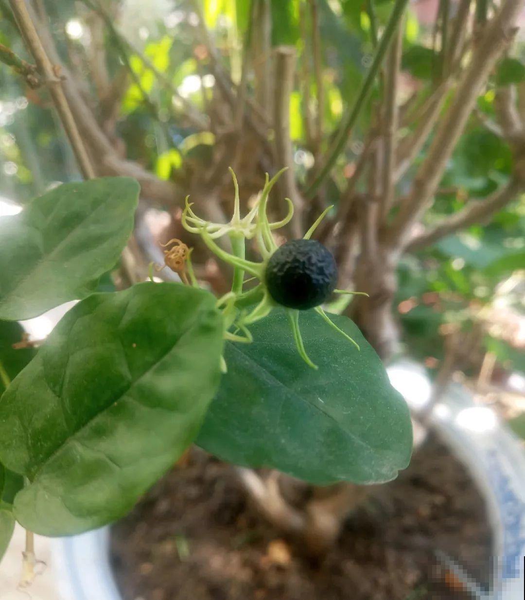 这花都是潜力股，开完种子一大把，千万别剪了！