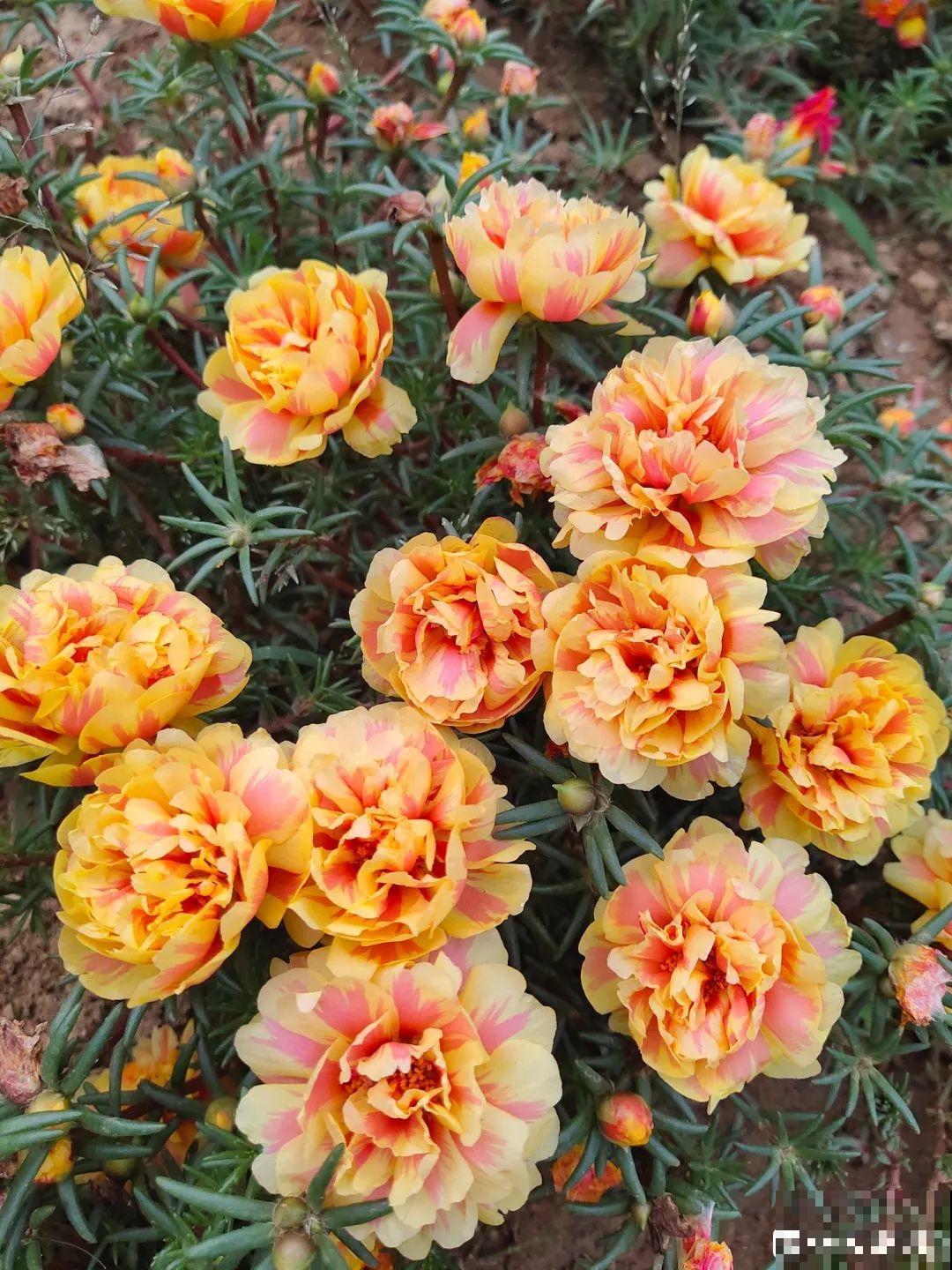 18种最好养的花大盘点，绿萝只能排倒第一！