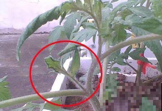 阳台种盆小番茄，咕噜咕噜结果子，随摘随吃