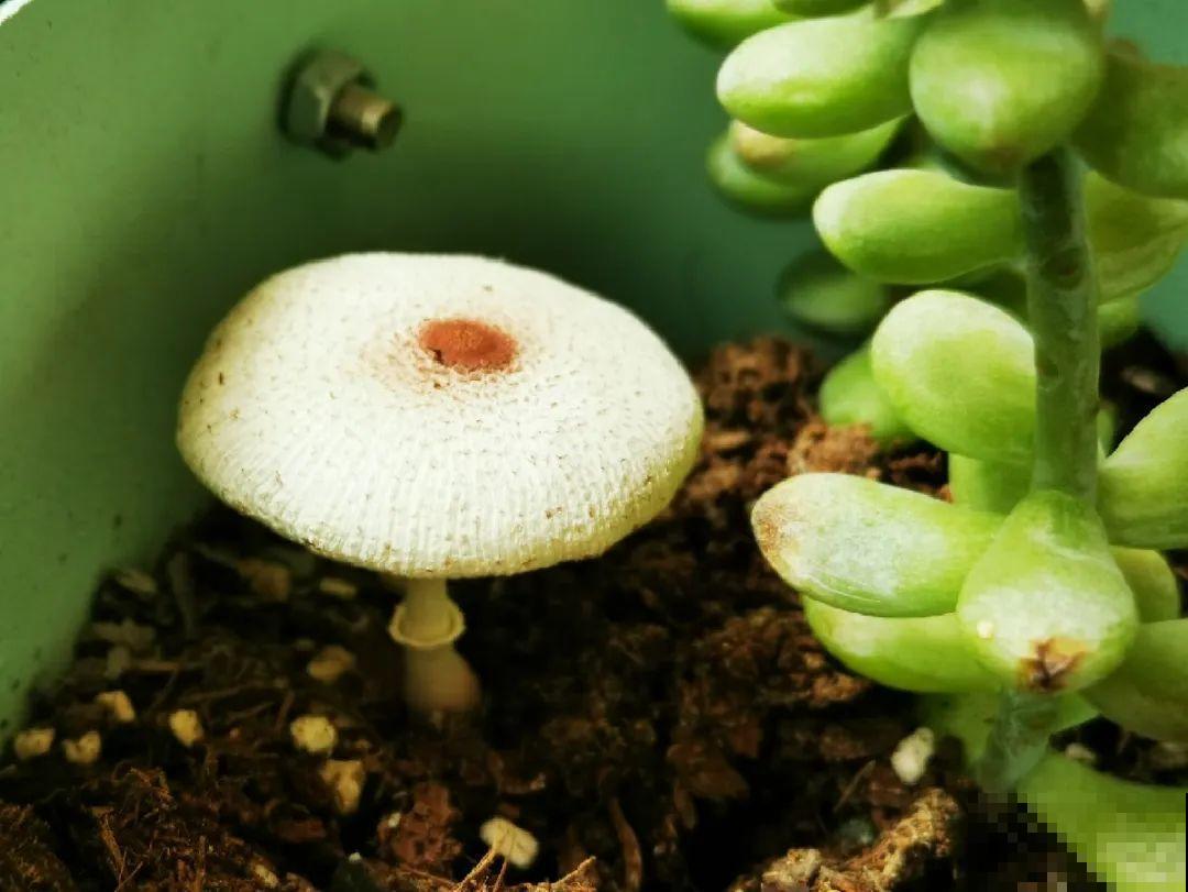 10种水有“毒”,夏天浇花,浇一盆死一盆! 10种水有“毒”,夏天浇花,浇一盆死一盆!