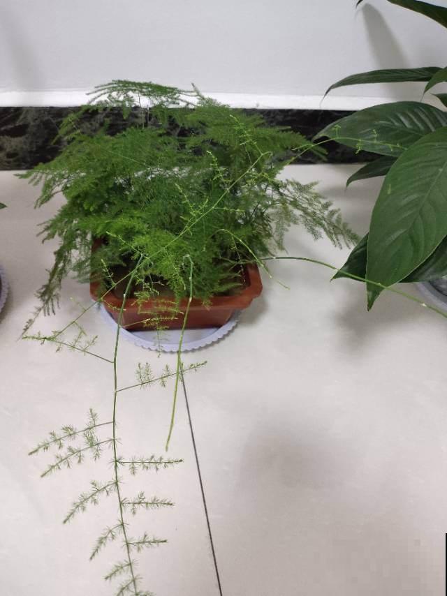 文竹一到夏天就徒长，枝条乱爬太难看，其实矮壮很简单！