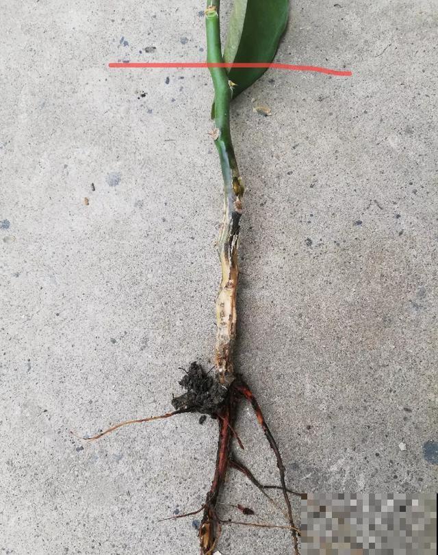 夏天潮湿闷热，一不小心花就烂根，看准时机砍掉，照样长出新叶子