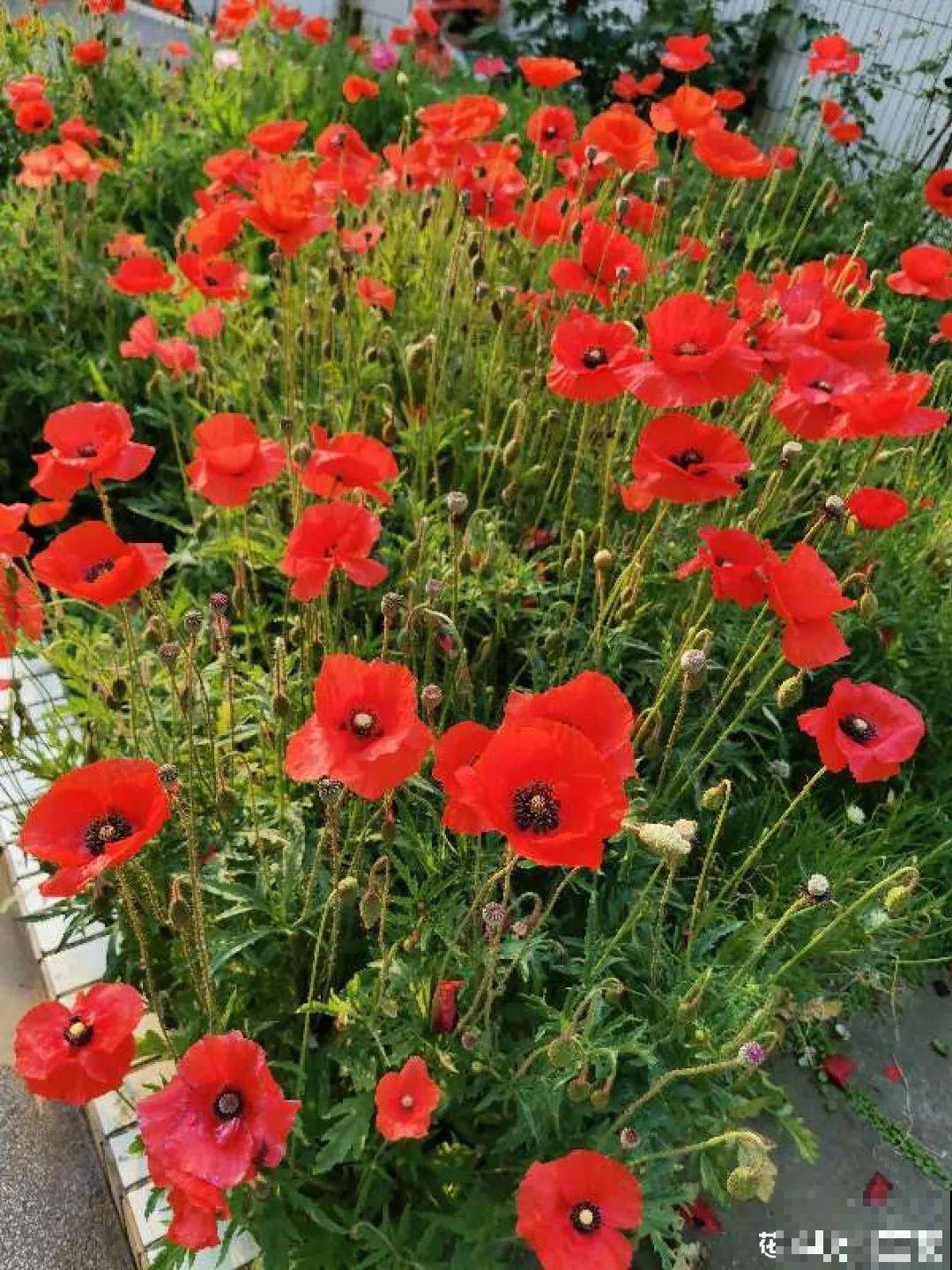 20种花,夏天要休眠,一浇水就死! 20种花,夏天要休眠,一浇水就死!