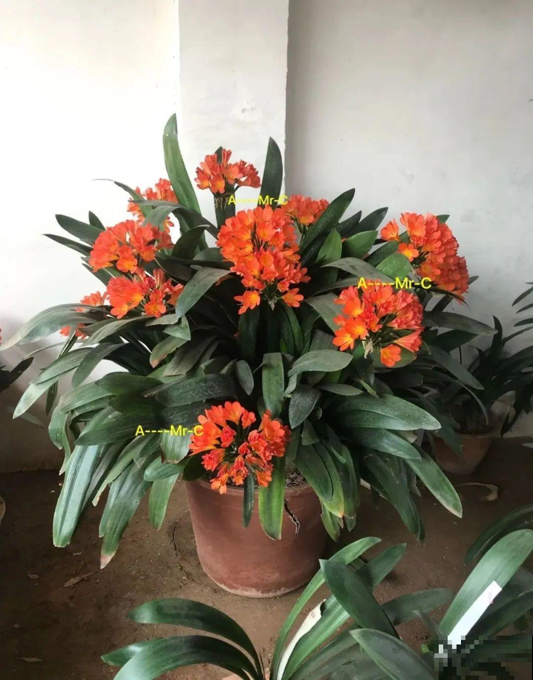 花也能成精，养成巨无霸，一次开花50朵，比小孩还高！