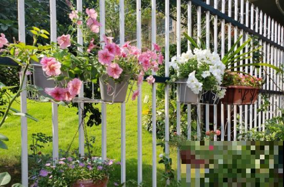 阳台养花,就选这5种,一年四季繁花如春! 阳台养花,就选这5种,一年四季繁花如春!