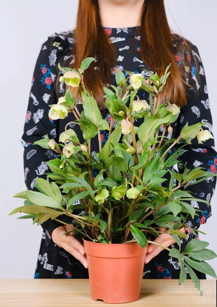 这些花，听名字就不想养，没想到开花后美呆了！