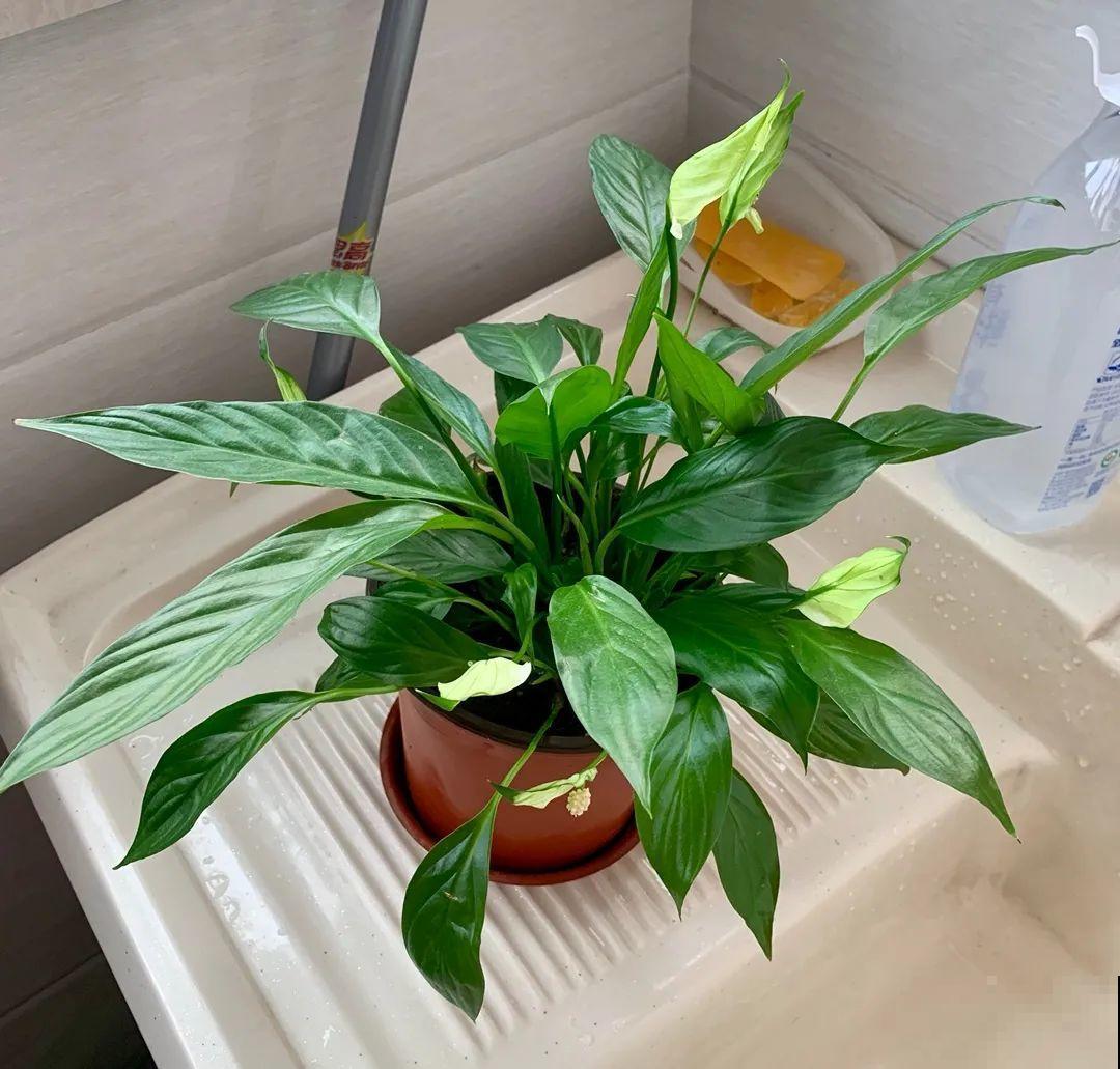 10种花最怕热,夏天养水里,才能活下来! 10种花最怕热,夏天养水里,才能活下来!