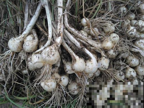 喜欢吃蒜的一定试试它，野外荒地都能长，阳台种一盆超简单！