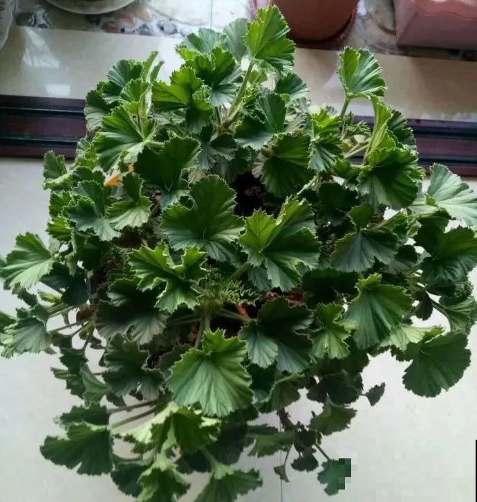 绣球马上剪，下个月就晚了，错过明年不开花