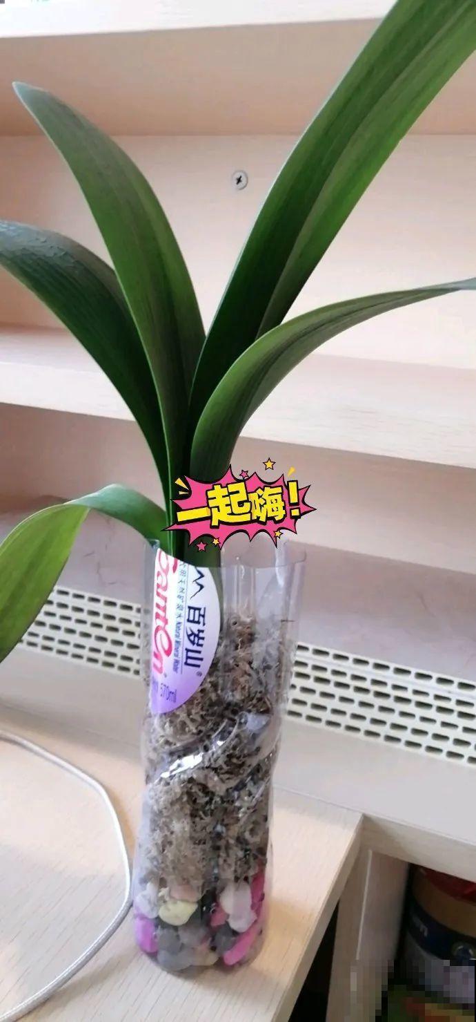 7种不起眼的小东西，拿来养花，根长得特壮