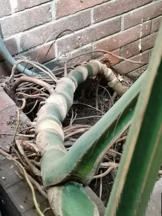 花长了“长胡须”,压土里一埋,10天就生根,特简单! 花长了“长胡须”,压土里一埋,10天就生根,特简单!