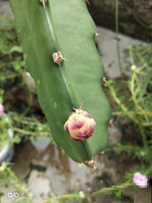 夏天就得多吃瓜,清热解毒还消暑,挑到好瓜最重要 夏天就得多吃瓜,清热解毒还消暑,挑到好瓜最重要