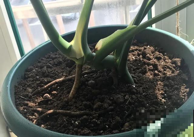 花长了“长胡须”,压土里一埋,10天就生根,特简单! 花长了“长胡须”,压土里一埋,10天就生根,特简单!