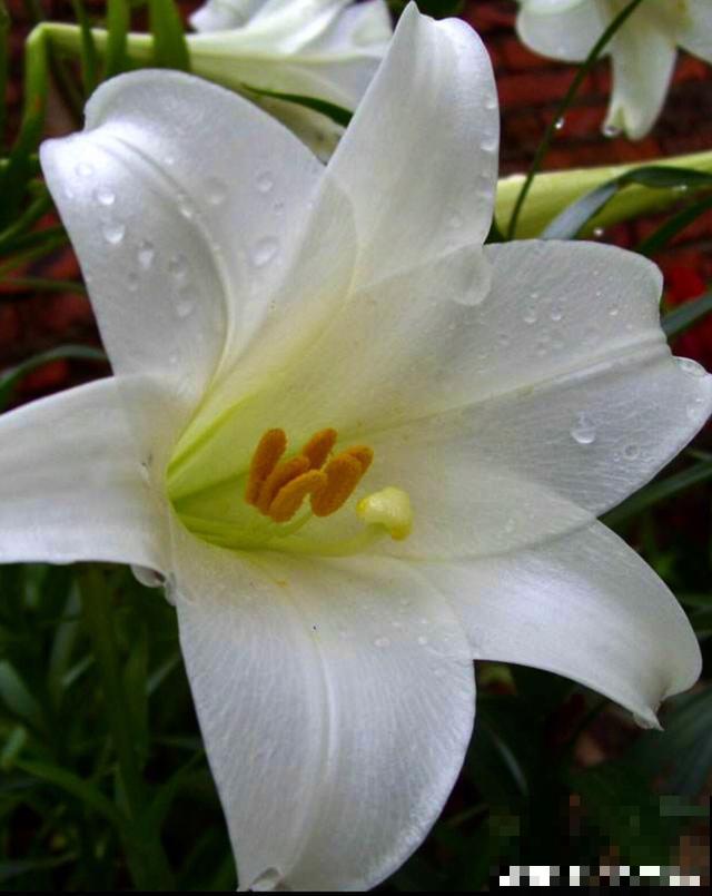 百合花品种那么多,这些中国原生百合,你见过几种? 百合花品种那么多,这些中国原生百合,你见过几种?