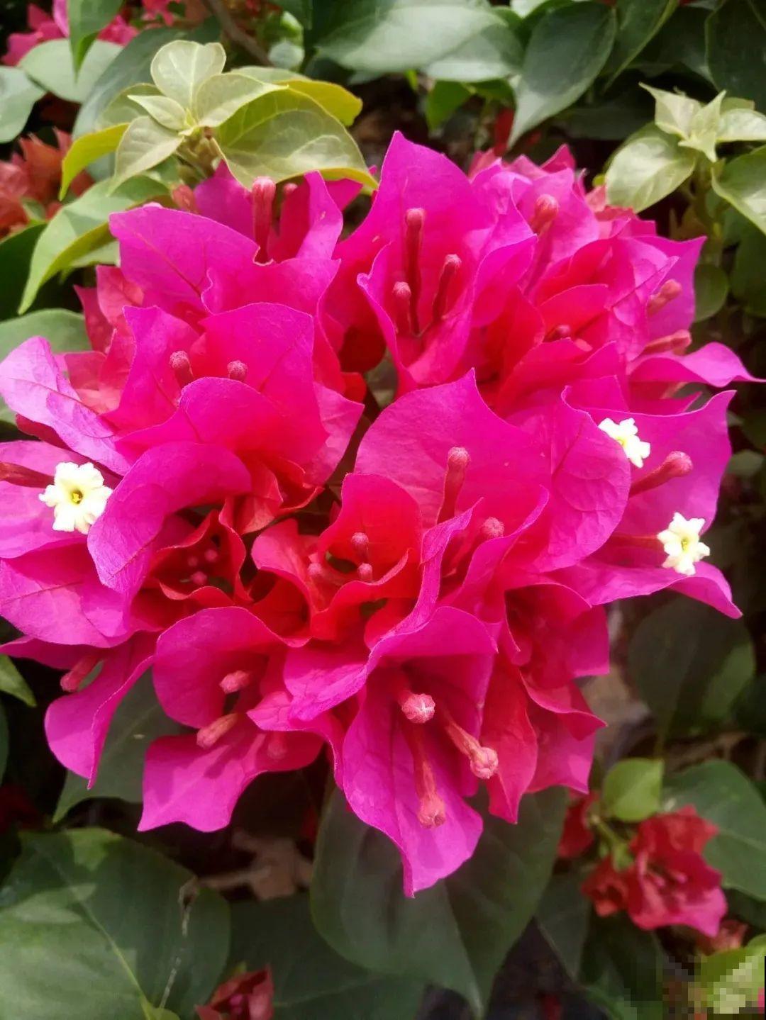 超耐热的三角梅，30℃仍然疯狂开花，爬成一面大花墙！