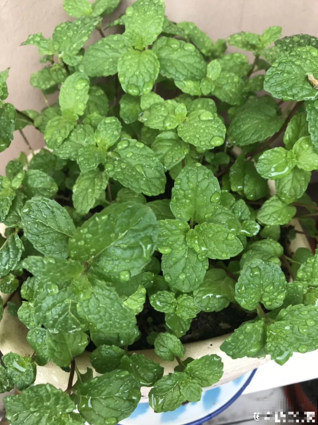 12种花,天越热越长得快,记得多浇水! 12种花,天越热越长得快,记得多浇水!