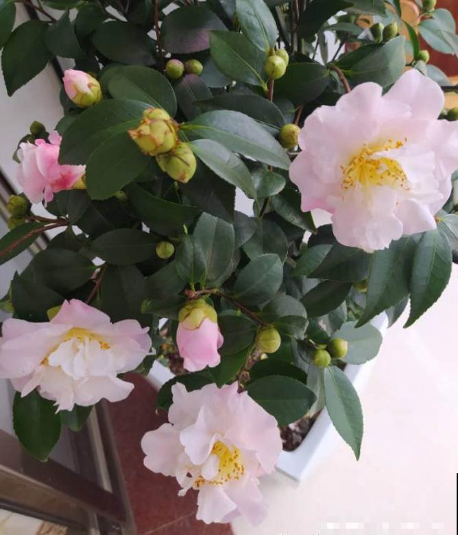 花养得好,别嘚瑟,小心被伸手党给薅走了! 花养得好,别嘚瑟,小心被伸手党给薅走了!