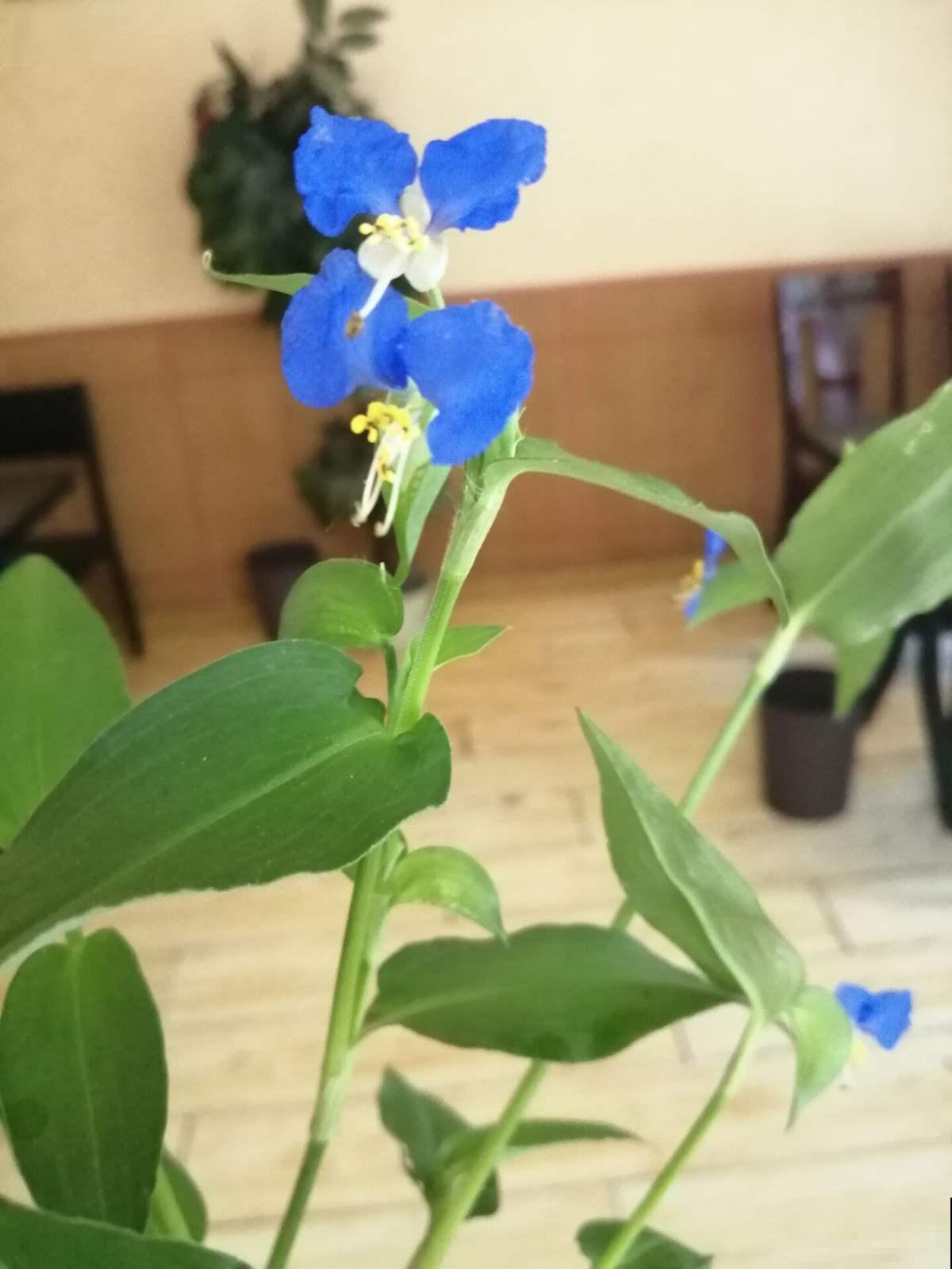 野外挖棵鸭跖草，装盆里就开花，紫莹莹小花特美！