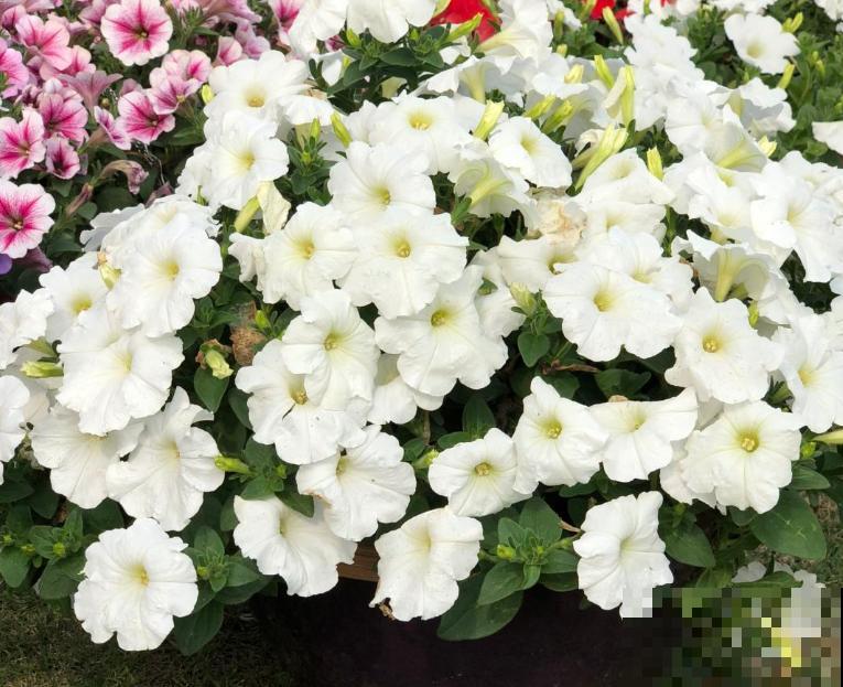 矮牵牛开花后别急着剪,过一阵收获小种子,存起来随时种! 矮牵牛开花后别急着剪,过一阵收获小种子,存起来随时种!