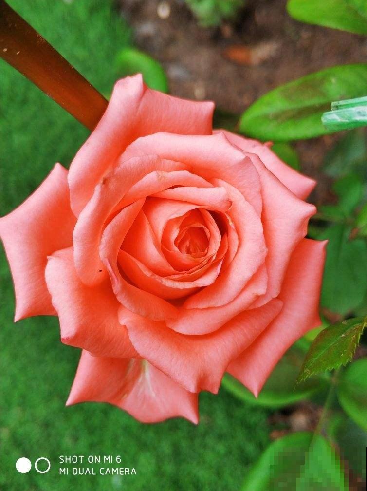 养花的10大好处,爱养花的你,一定要看 养花的10大好处,爱养花的你,一定要看