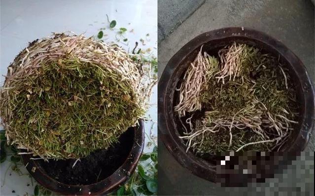 长势超快的9种花,5天爆盆,7天开花,超有成就感! 长势超快的9种花,5天爆盆,7天开花,超有成就感!