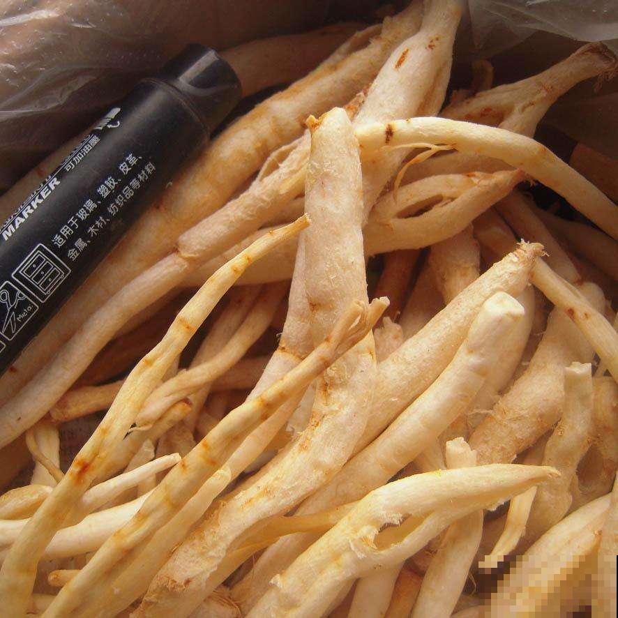 年年去挖的山萝卜，原来是一种人参，心里暗喜值了大钱！