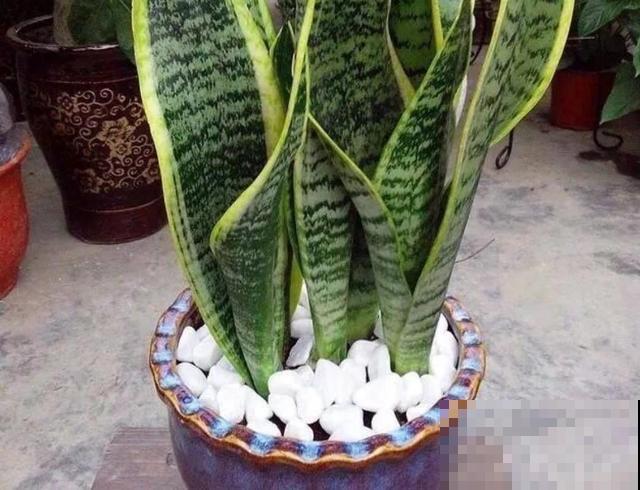 虎皮兰耐阴又好养,注意好这些小细节,想养死都难! 虎皮兰耐阴又好养,注意好这些小细节,想养死都难!