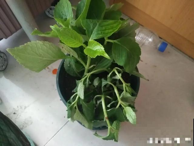 地栽的花就是强大，屋外疯长一院子，屋内孱弱不开花