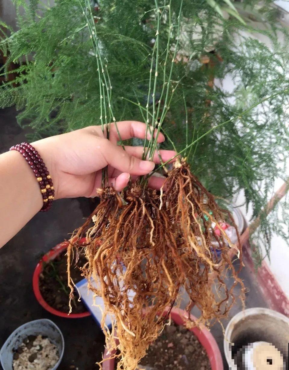 3种花不用扦插,掰下来就能活,1盆变10盆,懒人也能养! 3种花不用扦插,掰下来就能活,1盆变10盆,懒人也能养!