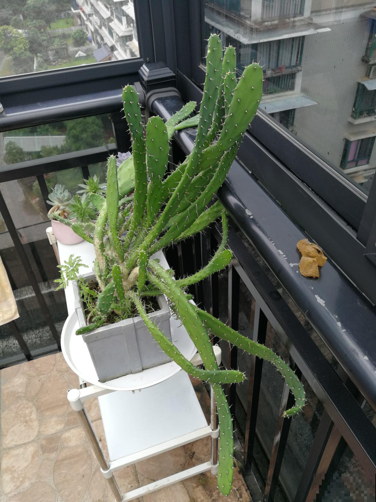 3种适合懒人养的花，好养开花快，不养太吃亏！