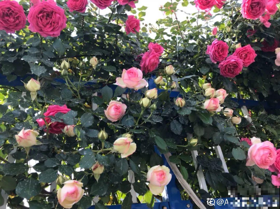 6种花就是磨人精,再也不想养了,累感不爱! 6种花就是磨人精,再也不想养了,累感不爱!