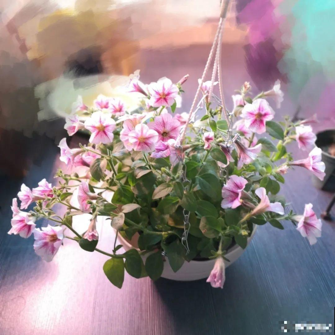 绣球马上剪，下个月就晚了，错过明年不开花