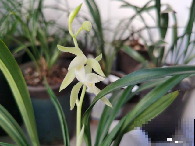 30首与花有关的老歌，满满的回忆，每一首都很经典！